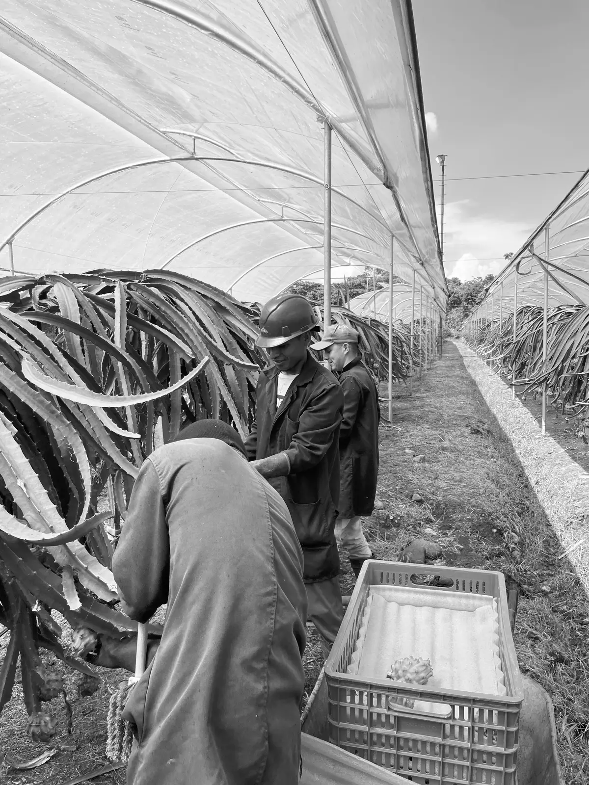 Our team harvesting dragon fruit at the farm