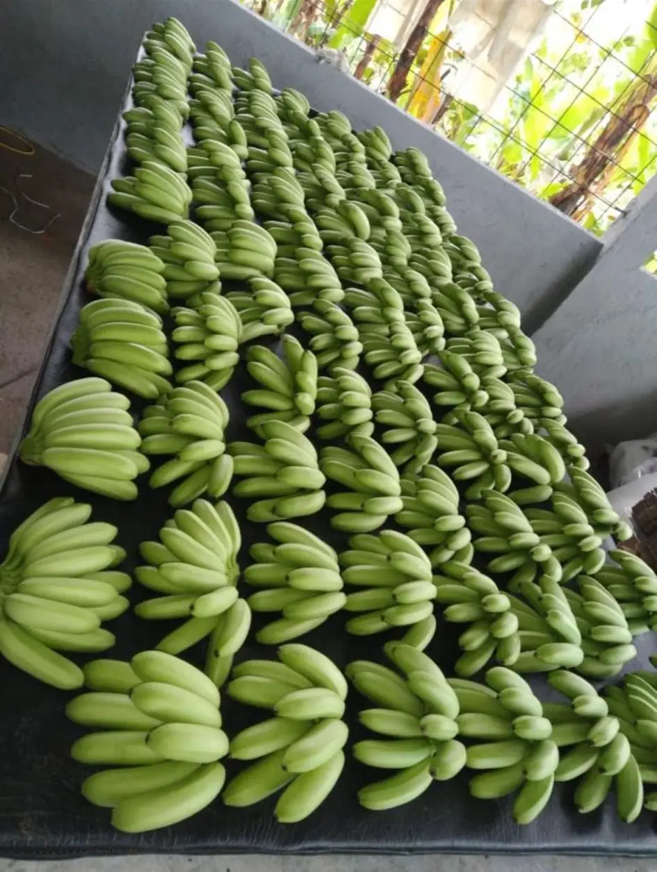 Baby Banana 6