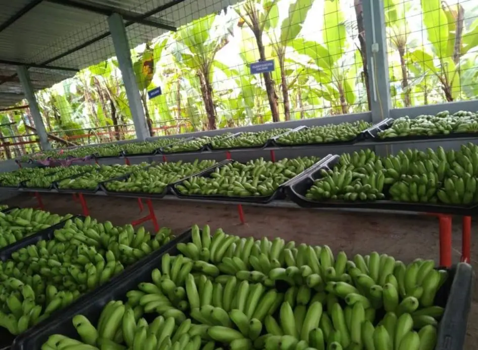 Baby Banana 4