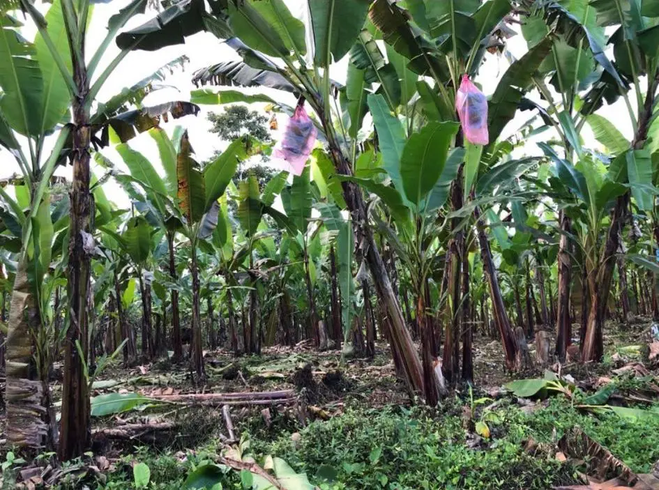 Baby Banana 5